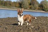 CORGI CARDIGAN 241